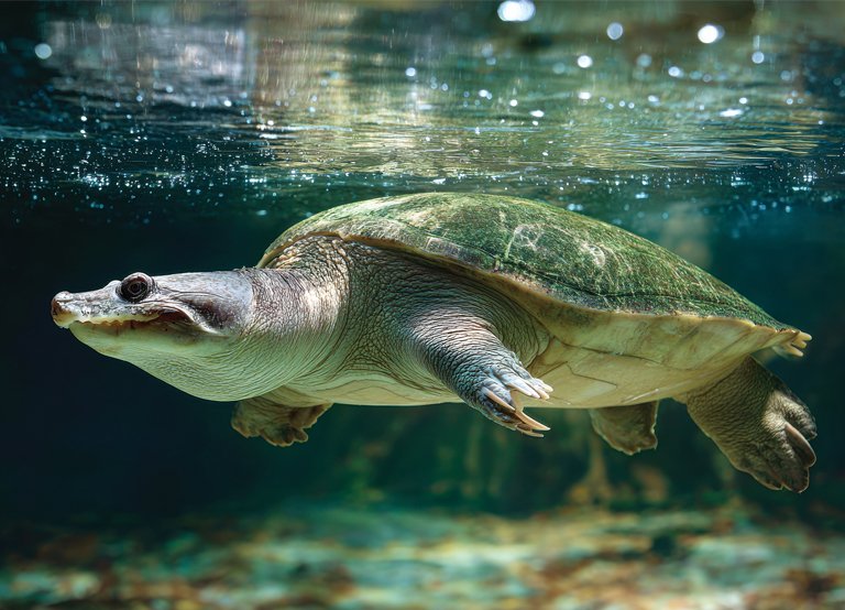 Protecting Endangered Ganges Softshell Turtles